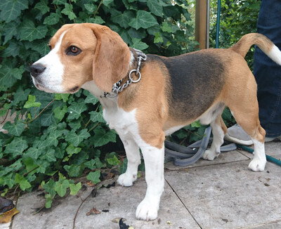 Chicolino, Beagle - Rüde