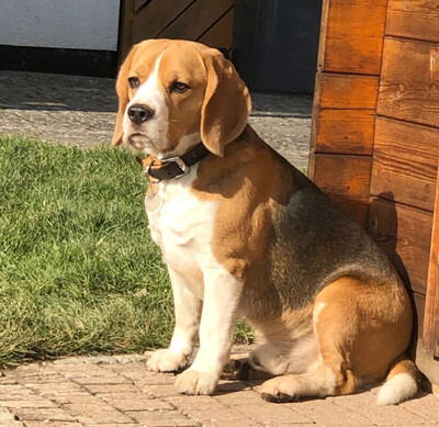 Chicolino, Beagle - Rüde