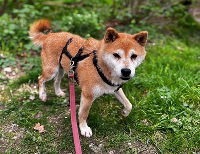 Chie - lieb, verträglich, Shiba-Inu - Hündin