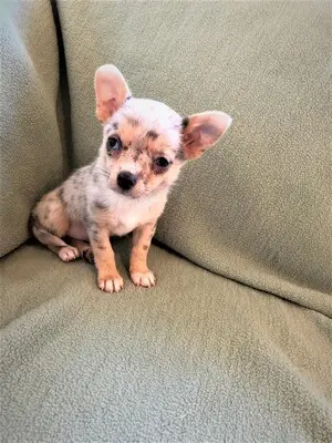 Chihuahua, Chihuahua Welpen - Hündin