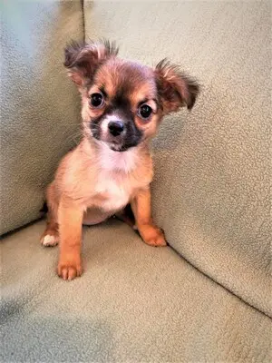 Chihuahua, Chihuahua Welpen - Hündin