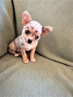 Chihuahua, Chihuahua Welpen - Hündin