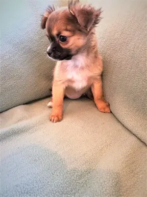 Chihuahua, Chihuahua Welpen - Hündin
