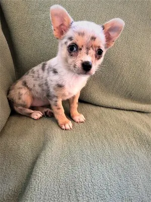 Chihuahua, Chihuahua Welpen - Hündin