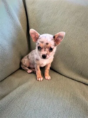 Chihuahua, Chihuahua Welpen - Hündin