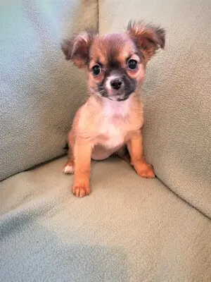 Chihuahua, Chihuahua Welpen - Hündin