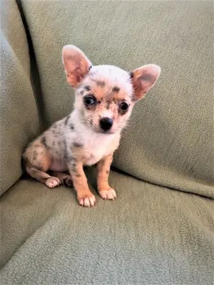 Chihuahua, Chihuahua Welpen - Hündin