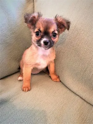 Chihuahua, Chihuahua Welpen - Hündin
