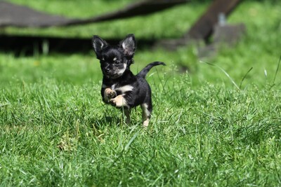 Chihuahua, Chihuahua Welpen - Rüde