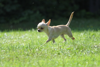 Chihuahua, Chihuahua Welpen - Rüde