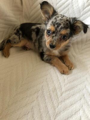 Chihuahua Welpen - Hündin