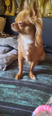 Chihuahua Welpen - Hündin
