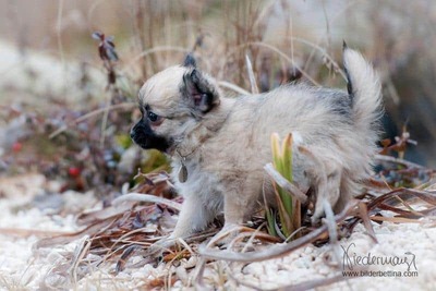 Chihuahua Welpen - Rüde