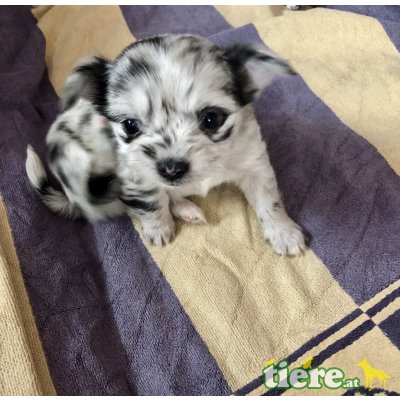 Chihuahua langhaariger Schlag - Hündin