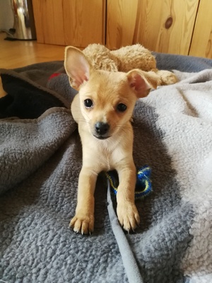 Chihuahuamix Welpen - Rüde