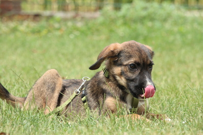 Chiko, Mischling Welpen - Rüde