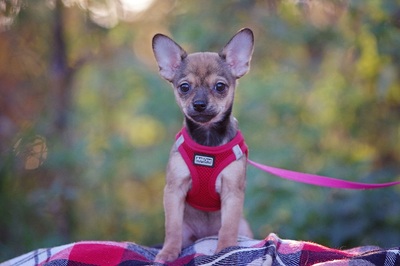 Chilla, Chihuahua / Dackel-Welpe Welpen - Hündin