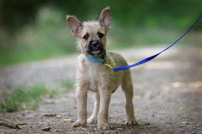 Chilli, Mischling Welpen - Rüde