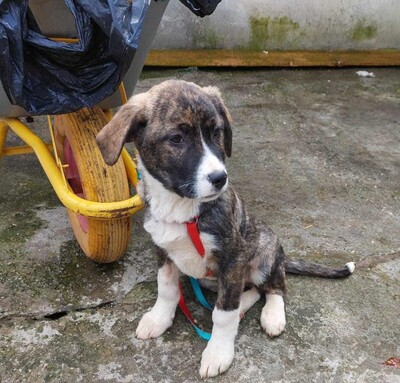 Chilli, Mischling Welpen - Rüde