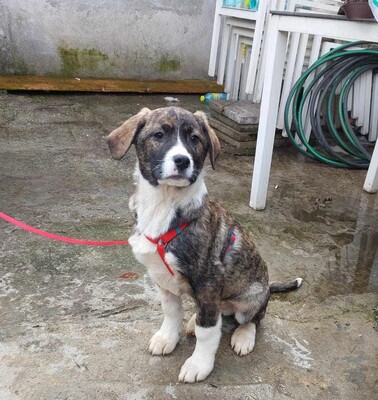 Chilli, Mischling Welpen - Rüde