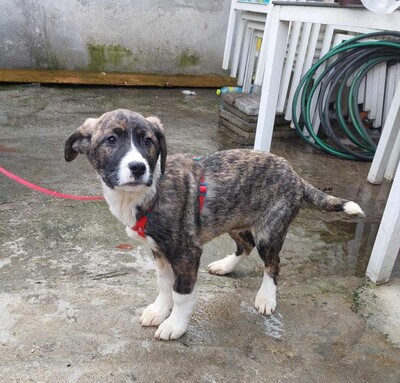 Chilli, Mischling Welpen - Rüde