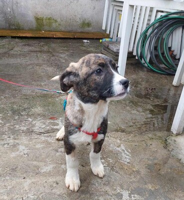 Chilli, Mischling Welpen - Rüde