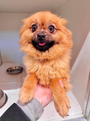 🌸 😍 Chimichuri (W), ca. 3 Jahre, ca. 3kg, Slowakei - unproblematisch und freundlich, Spitz-Mix - Hündin