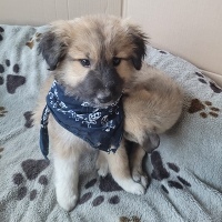 Chino, Mischling Welpen - Rüde