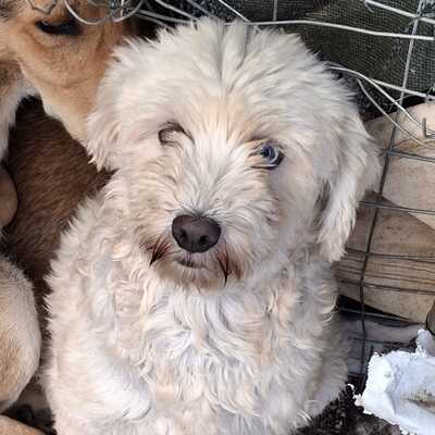Chioni - sehr ängstlich und unsicher, Terrier-Mischling - Hündin