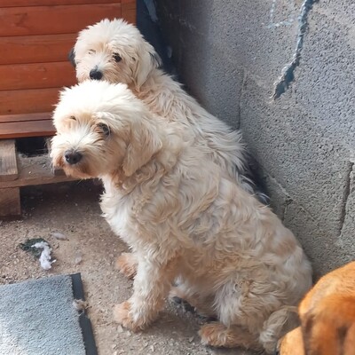 Chioni - sehr ängstlich und unsicher, Terrier-Mischling - Hündin