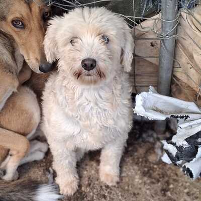Chioni - sehr ängstlich und unsicher, Terrier-Mischling - Hündin