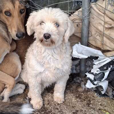 Chioni - sehr ängstlich und unsicher, Terrier-Mischling - Hündin