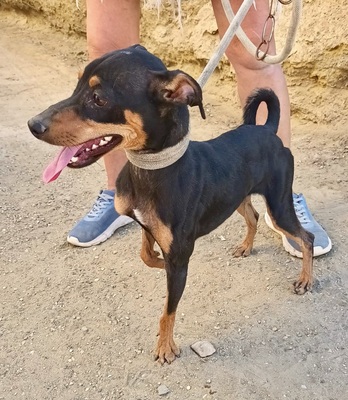 Chispita, Mix - Hündin