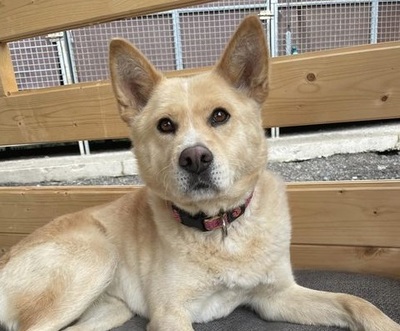 Chizuko - Akita Inu-Mischling - freundlich, verträglich, Akita Inu - Hündin