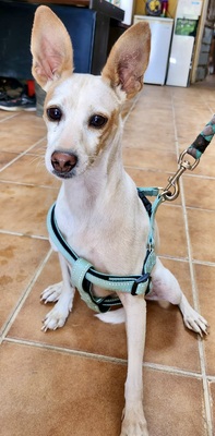 Chloe, Mix - Hündin