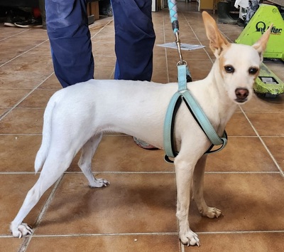 Chloe, Mix - Hündin