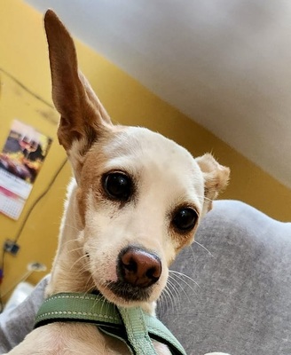Chloe, Mix - Hündin