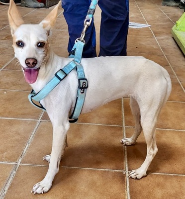 Chloe, Mix - Hündin