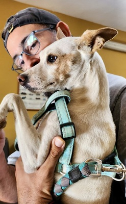 Chloe, Mix - Hündin