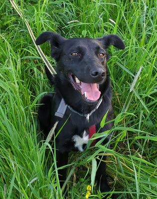 Chloe - R E S E R V I E R T !!!!! verschmust, zutraulich, gutmütig, friedfertig, bewegungsfreudig, hat sehr große Angst vor Gewitter, Mischling (Video auf HP) - Betreuungsplatz Burgenland - Hündin