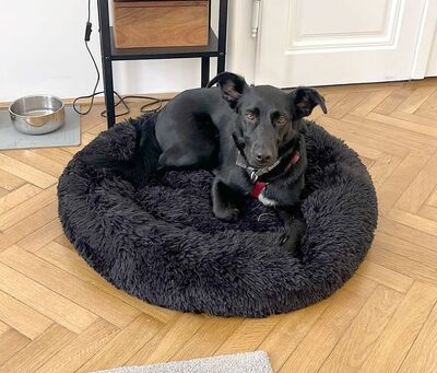 Chloe - R E S E R V I E R T !!!!! verschmust, zutraulich, gutmütig, friedfertig, bewegungsfreudig, hat sehr große Angst vor Gewitter, Mischling (Video auf HP) - Betreuungsplatz Burgenland - Hündin