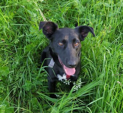 Chloe - R E S E R V I E R T !!!!! verschmust, zutraulich, gutmütig, friedfertig, bewegungsfreudig, hat sehr große Angst vor Gewitter, Mischling (Video auf HP) - Betreuungsplatz Burgenland - Hündin
