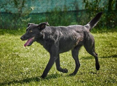 Chloe - R E S E R V I E R T !!!!! verschmust, zutraulich, gutmütig, friedfertig, bewegungsfreudig, hat sehr große Angst vor Gewitter, Mischling (Video auf HP) - Betreuungsplatz Burgenland - Hündin