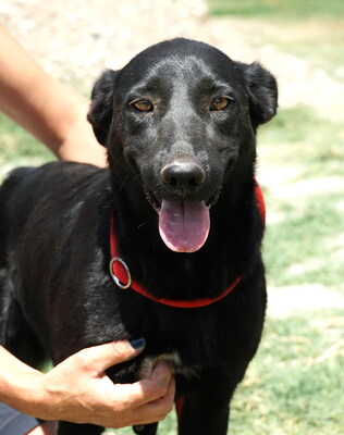 Chloe - R E S E R V I E R T !!!!! verschmust, zutraulich, gutmütig, friedfertig, bewegungsfreudig, hat sehr große Angst vor Gewitter, Mischling (Video auf HP) - Betreuungsplatz Burgenland - Hündin