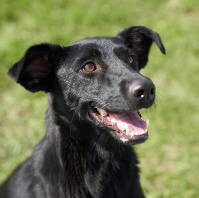 Chloe - R E S E R V I E R T !!!!! verschmust, zutraulich, gutmütig, friedfertig, bewegungsfreudig, hat sehr große Angst vor Gewitter, Mischling (Video auf HP) - Betreuungsplatz Burgenland - Hündin