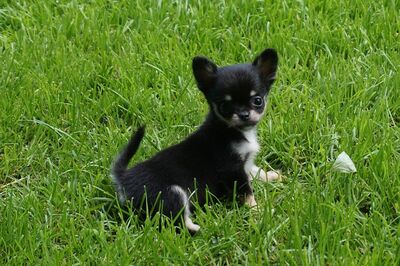 Chloey ,Cujo, Chihuahua langhaariger Schlag Welpen - Hündin