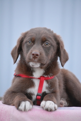 Chocapic sucht seine Menschen, Mischling Welpen - Rüde