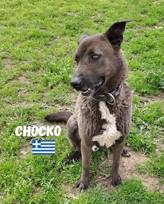 Chocko, Mischling - Rüde