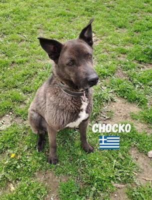 Chocko, Mischling - Rüde