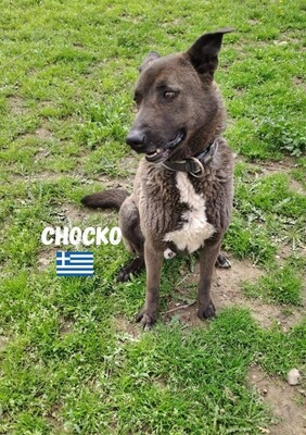 Chocko, Mischling - Rüde